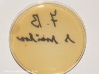 7.B čtení s rouškou.jpg