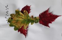 Sofi rybička Pč.jpg