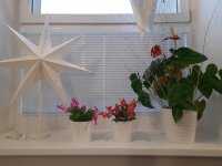 20201127_155653.jpg