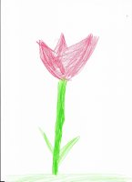 tulipan.jpg