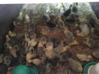 foto 27042019 008.jpg