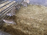 foto 27042019 026.jpg