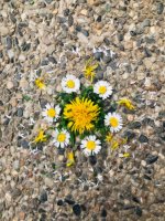 Dubova -vytvarka_new_tn.jpg