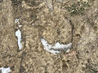IMG_9485.jpeg
