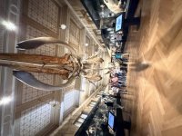 IMG_1803.jpeg